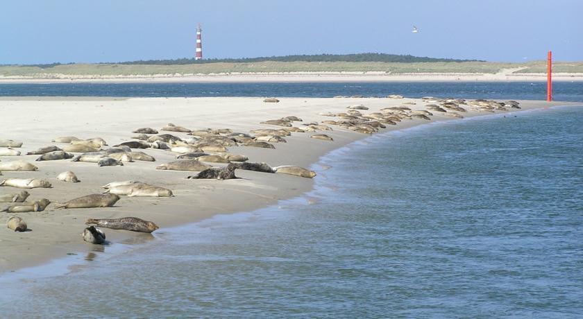 Aphrodite Met Zonnig Terras, Eigen Keuken, Verwarmd Hotel-Zwembad, Nabij Dorp, Duinen En Strand Hollum  Exterior foto